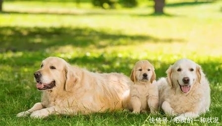 肖狗人未来5年的婚姻状况,特别是1970年、