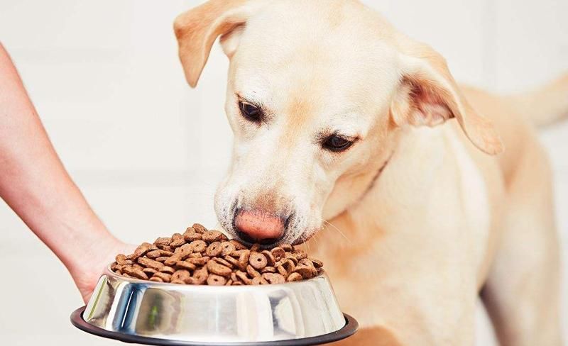  肚子上|不是自己家的狗, 这4个地方不要动, 否者它会急眼