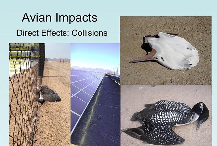  人员|为什么太阳能发电厂会杀死鸟类？研究人员欲用AI来寻求答案