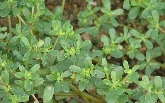  过敏|十个女人九个易过敏，用此“野草”煮水涂脸，皮肤状态越来越稳定