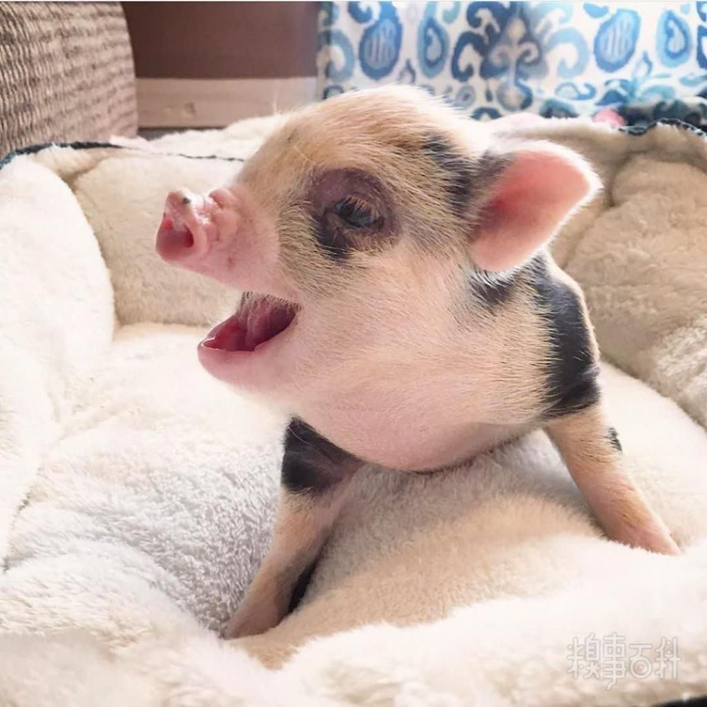  食用|今日份甜～加冰食用口感更佳