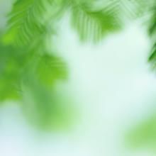  淡雅|淡雅荷花中国文化传统国学PPT模板