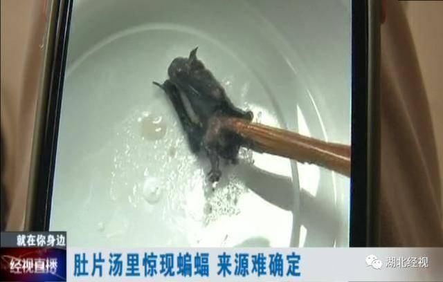  老板|汤里吃出整只蝙蝠！武汉一家人紧急做核酸检测……