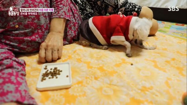 躲进|主人不在家,12岁狗狗怕打雷躲进厕所,一系列举动乖巧得让人心疼