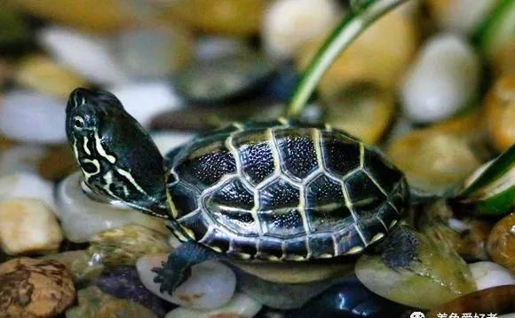 合格|快来看看，你是否可以成为一个合格的养龟人？