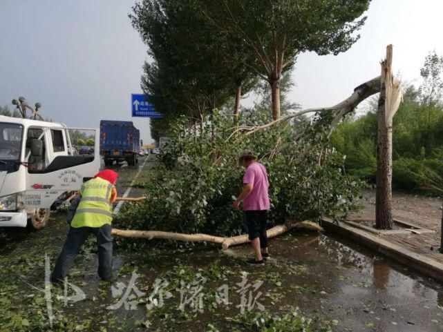 暴风雨|暴风雨中树木砸车别愁！?这个区自管树木投保了，60多起事故，全由保险兜底
