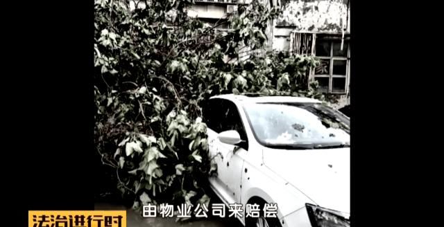  轿车|北京：小区突然刮大风，大树砸坏5辆轿车