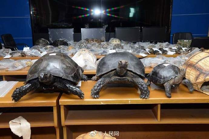 野生动物|福建破获价值超千万贩卖野生动物案