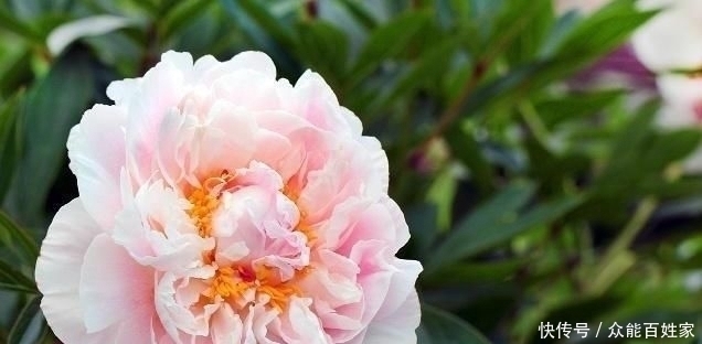 福气的人|福祸是有征兆的,对照一下,你是有福之人吗?