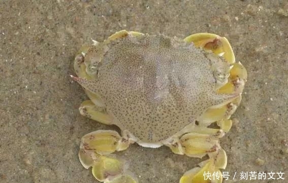  认出|海鲜大全, 你能认出多少