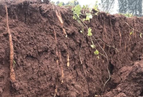 技巧|买山药不会挑选怎么办? 老农分享技巧: 牢记4点, 买到的新鲜好吃