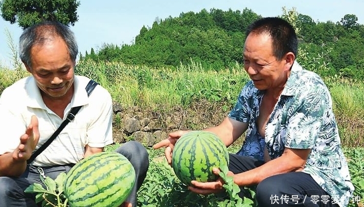 最甜|西瓜居然也分公母，原来母的最甜，教你三招，挑出香甜母瓜