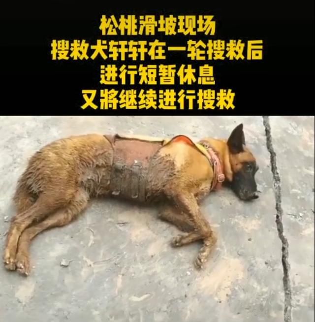  山体|山体滑坡搜救现场，搜救犬金毛为救人变“泥猴”
