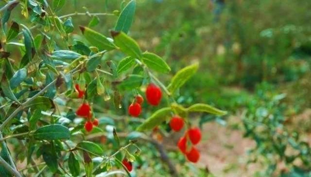 枸杞|农村一种野草，人们称它为“地仙”，果实可以吃，叶子的作用更大