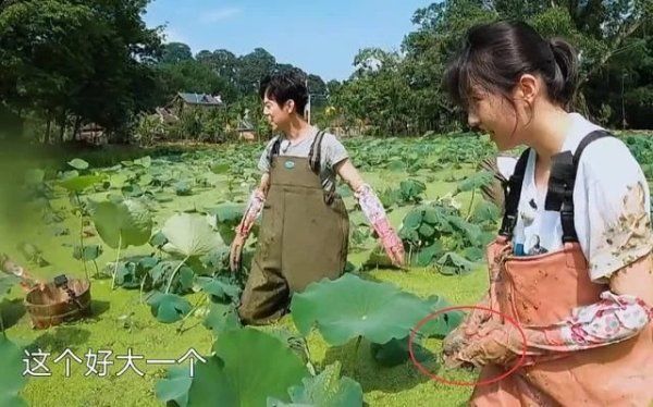  节目|《向往4》嘉宾挖藕被质疑是作秀，官博公开科普，打脸有点狠