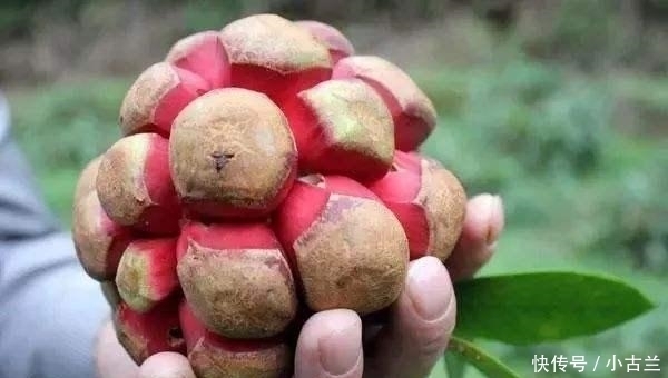 美味|此水果我国独有,被誉为“天下第一奇果”,一斤50元,很少人吃过