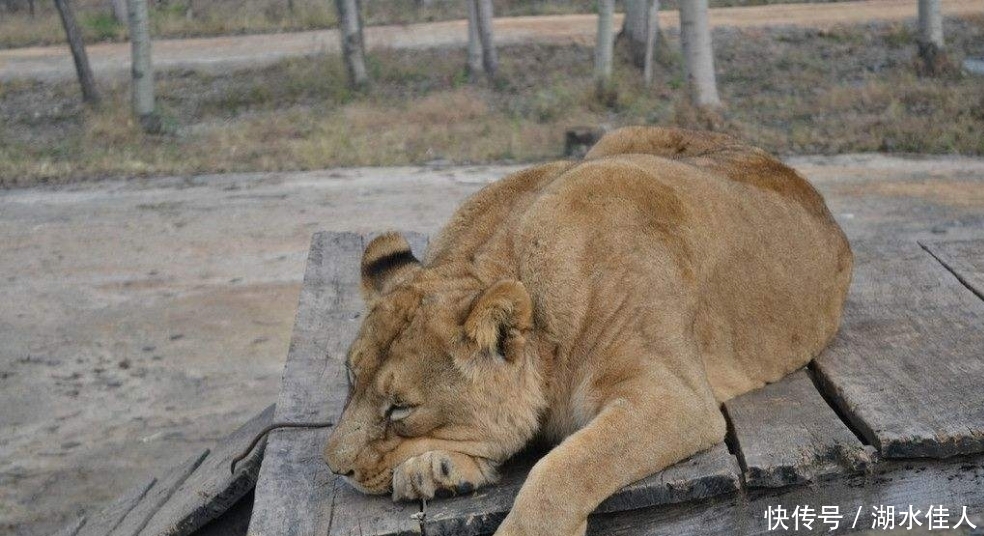 湖边|狮子躺在湖边一动不动,路人好奇走近一看,眼泪都掉下来了