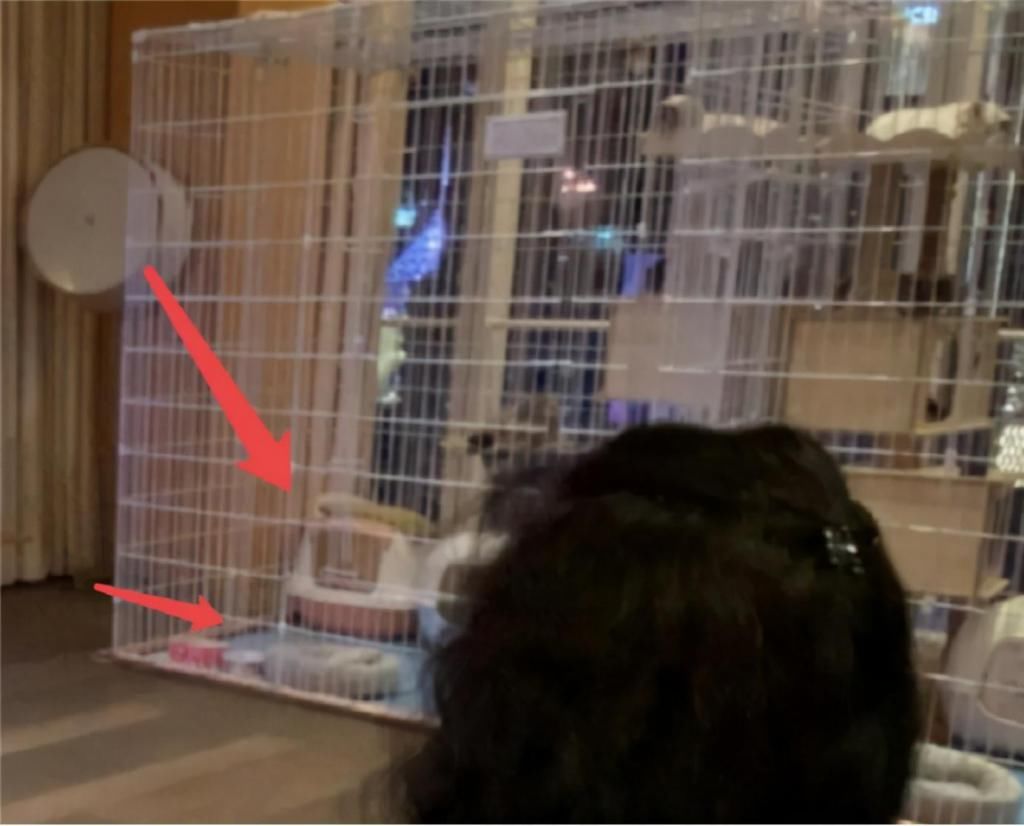  窗外|黄晓明夫妻4亿豪宅，落地窗当电视墙，窗外就是上海地标建筑