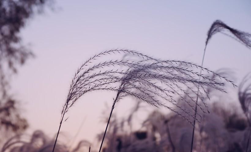 生肖马|9月，桃花运旺盛，爱情来临，难舍难分的四大生肖