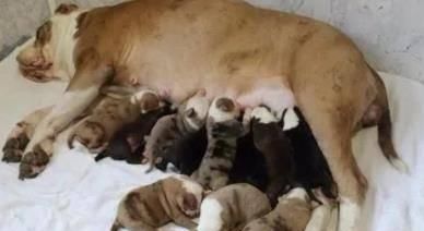  狗子|医生检查狗子最多生6只宝宝，最后它竟然生了20只，医生都惊呆了！