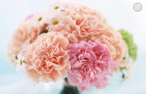  意外|心理测试：选一朵最漂亮的康乃馨，测你最近有没有意外之喜到来？