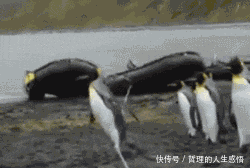 不适|搞笑GIF:你还是别做鬼脸了,看得我浑身不适