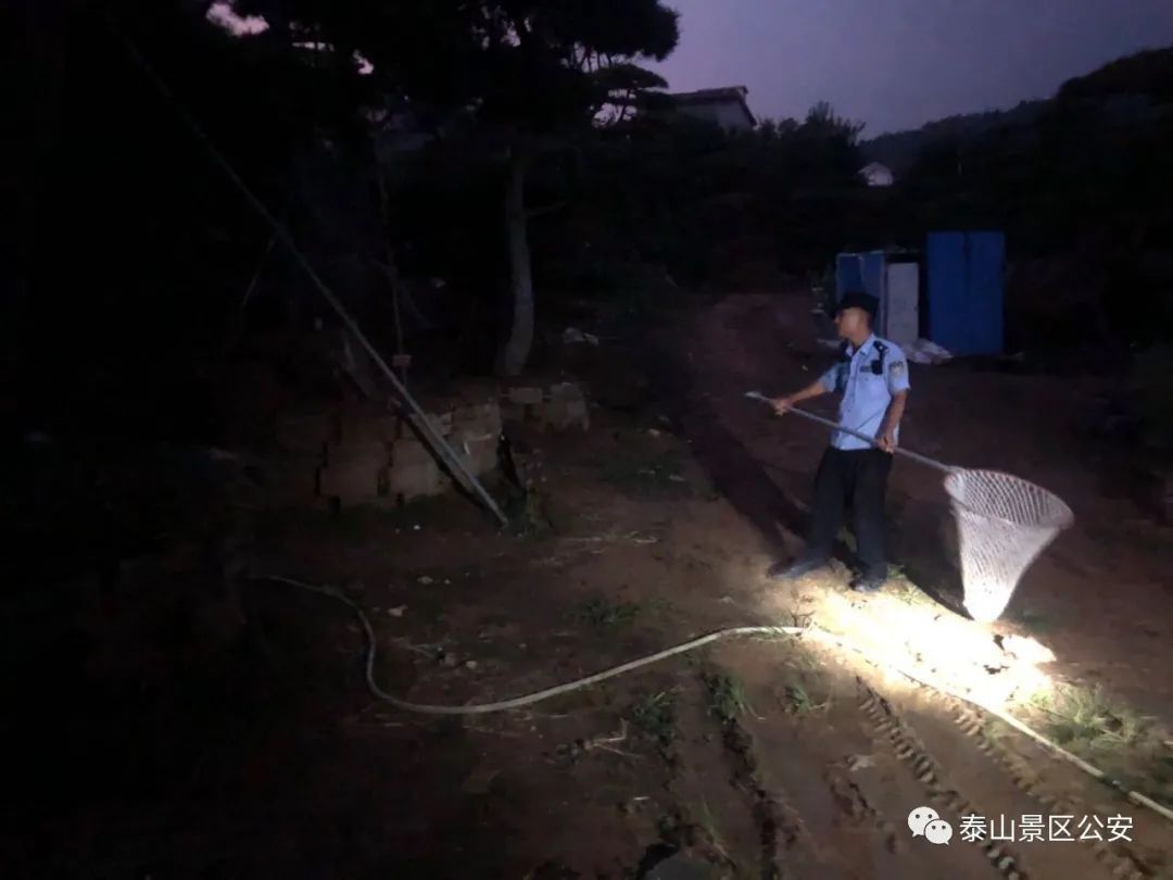 养犬行为|景区：整治“不文明养犬”景区分局一直在行动
