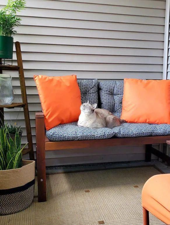  收养|一只流浪猫被收养之后的变化，不要太明显！