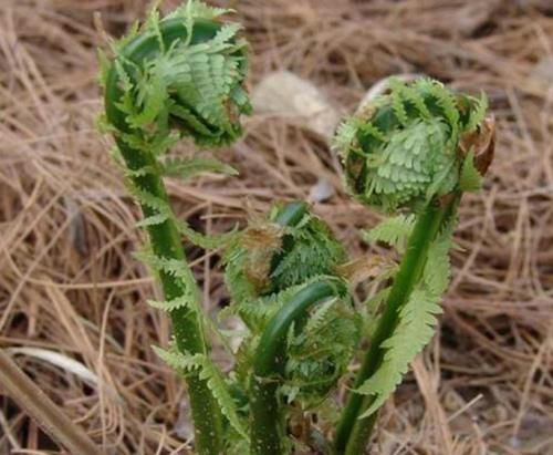  山珍|儿时摘来当野菜，现在却常摘去玩，殊不知它是“山珍之王”，珍惜