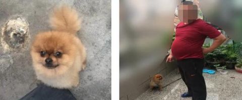  民警|光天化日，萧山一男子用网兜把宠物狗偷走！还有“奇葩”到偷这个的……