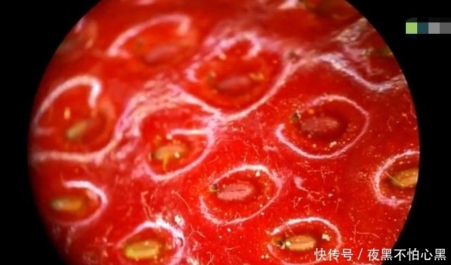 显微镜|男子将草莓在显微镜下放大一百倍，接下来的一幕让所有人傻眼了