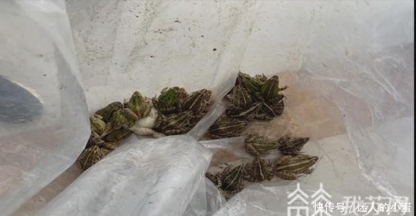 三有动物|打牙祭？一男子抓58只野生青蛙被查