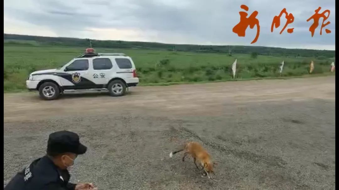 报恩|路边惊现红狐狸!这段“人狐恋”…是来报恩的吗