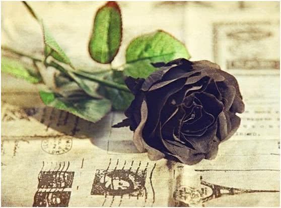  灵签|灵签占卜：哪一朵玫瑰绽放得最长久？测他今生是不是对你死心塌地