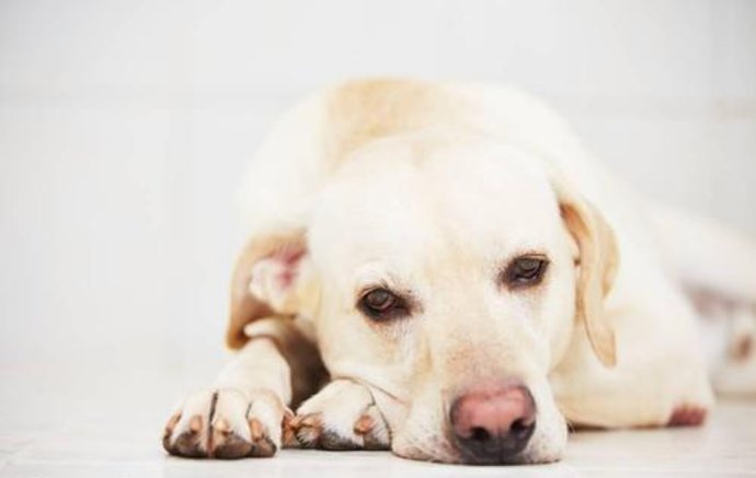  陌生人|长时间不遛狗，会造成什么后果？