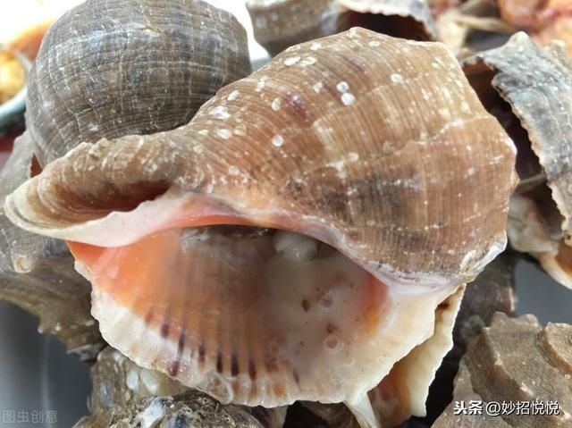 原汁原味|海边人教您这样吃海鲜,自抓自煮原汁原味,一个人吃一大盆超过瘾