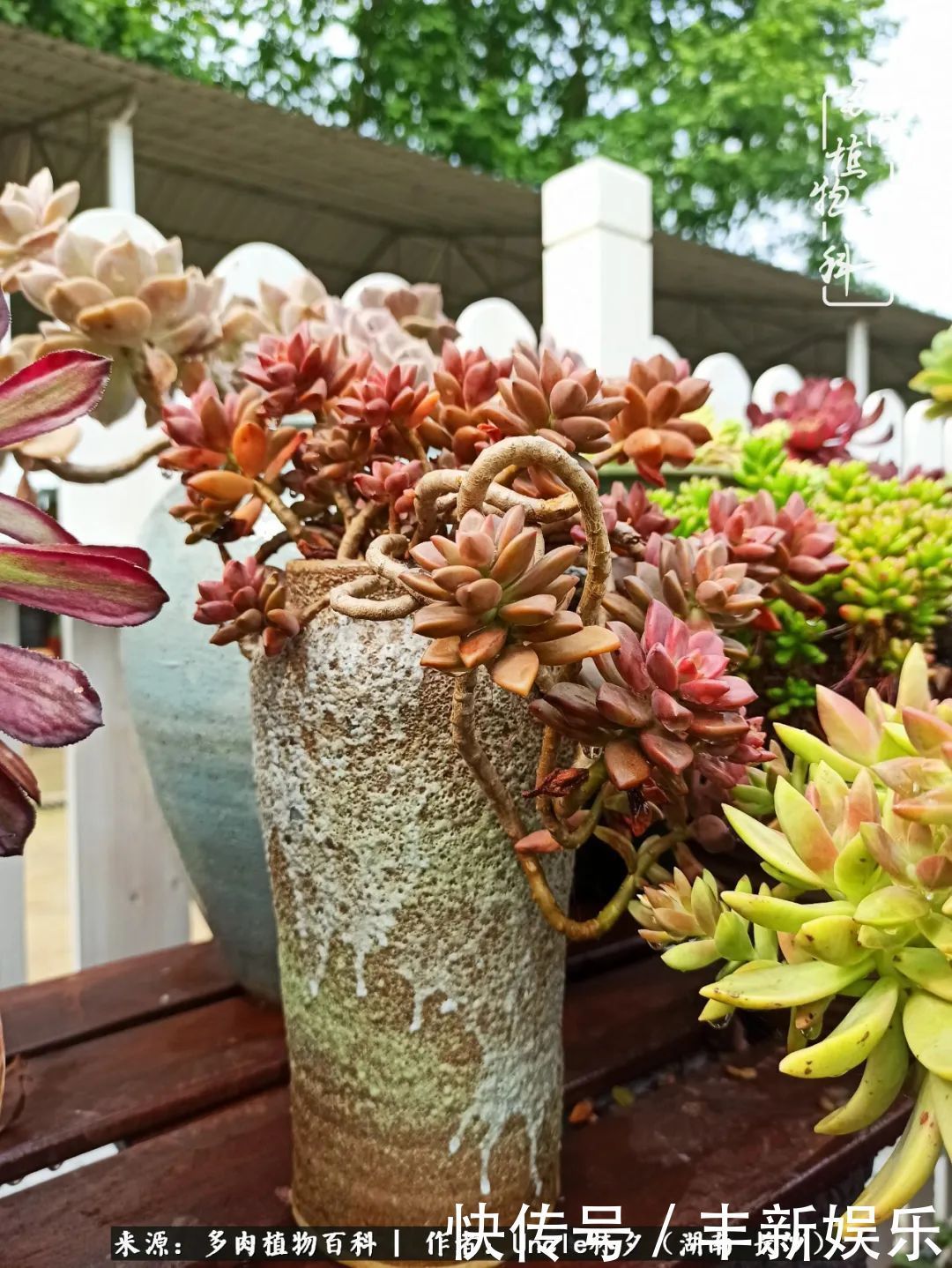  泡一壶|多肉庭院慢生活种一片多肉，喝一杯果酒，泡一壶清茶！