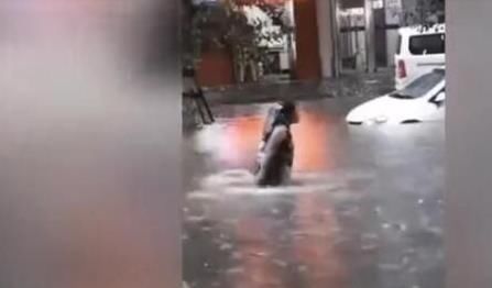  负责|心真大，女子马路上潜水险遭车撞，成年人要对自己的行为负责