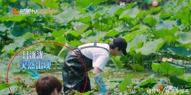 播片|《向往的生活》未播片段长达一小时,宋威龙摸河蚌,汪苏泷又偷懒