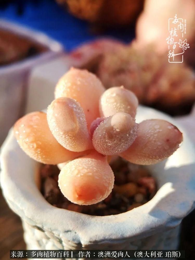 血放|多肉让你把血放，文玩掏空你家当，你要在哪个坑里乘风破浪？