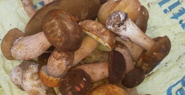  中毒|这些蘑菇，你认识吗？虽然味美，但也会中毒，食用时要小心辨别