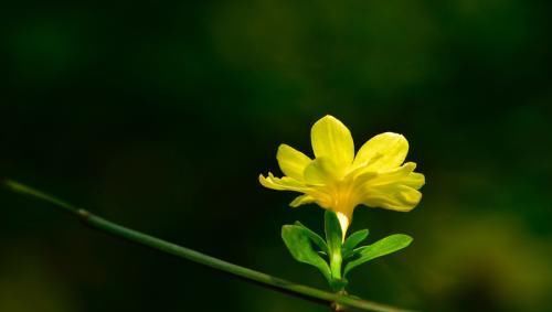  真朋|“真朋好友，一试便知”：用这四种方法验证朋友，会净化你的圈子