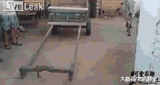 实在|GIF搞笑趣图: 好厉害的情侣, 这几个动作实在是高难度啊!