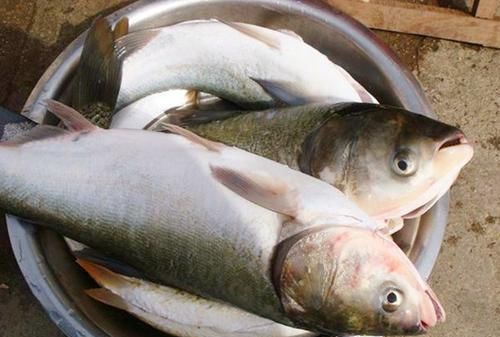  新鲜|冰箱拿出来的冻鱼，万万不要用水泡，教你一招，鱼解冻快，特新鲜