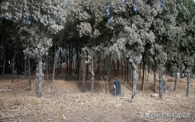 出没|避免被发现，盗墓者提醒“此地有鬼出没”，组成“四省联军”挖墓