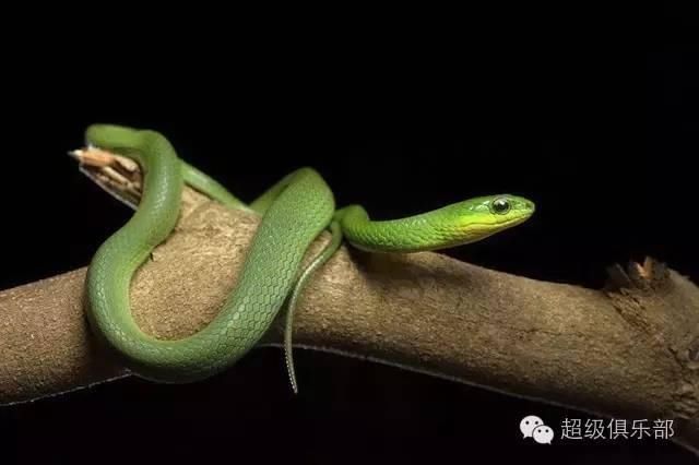  上山|命悬一线！贵州4岁男童上山采蘑菇，不幸被蛇咬伤