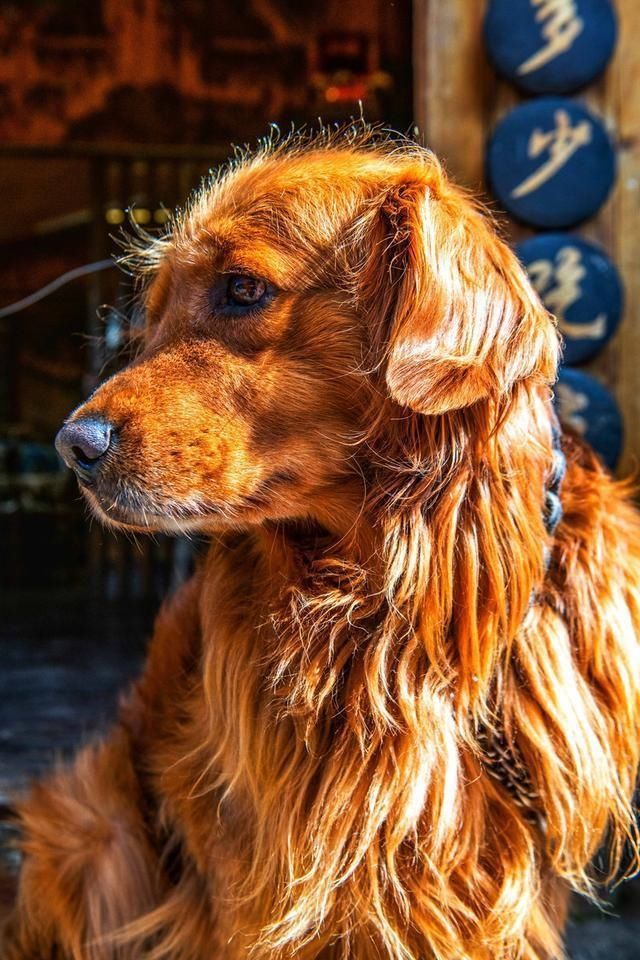 人才|丽江的束河古镇有多美！一方龙潭滋养一方净土，只有去过的人才懂