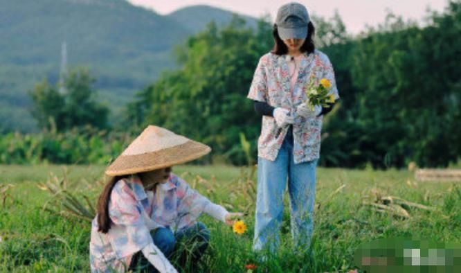 综艺|《向往的生活》收官，又一档高开低走的综艺，问题出在哪里？