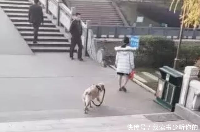  遛狗|佛系女孩上演遛狗最高境界，狗子: 你快把绳儿牵上，这样我很尴尬