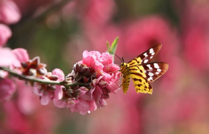  狐狸精|“狐狸精下凡”的3大生肖女，举手投足很吸引人，男人都很喜欢！